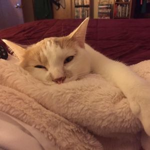 Meet your Posher, Ian